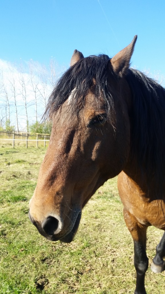 wild horse alberta