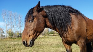 wild horse alberta