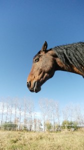 wild horse alberta