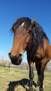 wild horse alberta