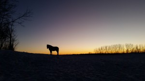 Amazing Horse Country - Zeus