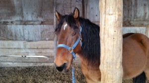 Wild horse halter