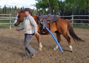 Sharon leading her gelding, Jet. Her focus and direction is obvious and Jet is following perfectly.