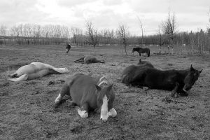 horses at rest