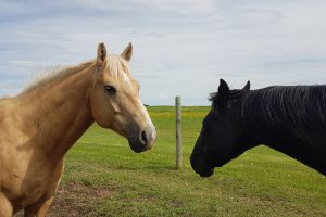horse conversation