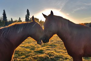 horses at play