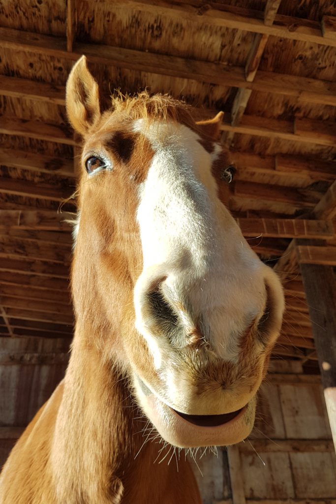 happy horse