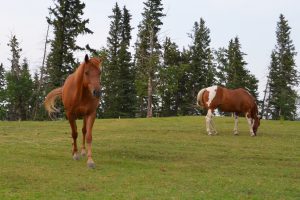horses in pasture herd