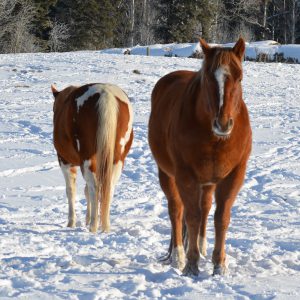 horses in pasture herd