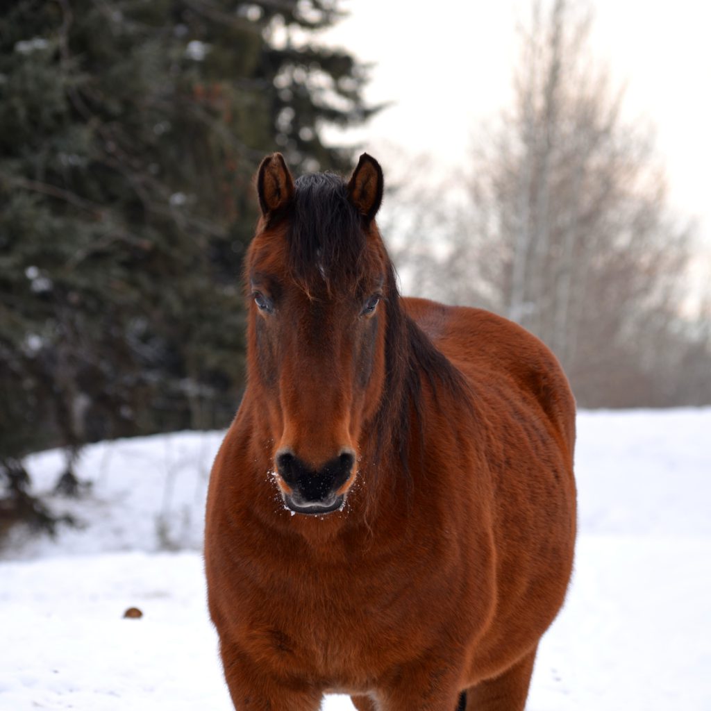 zeus the wild horse