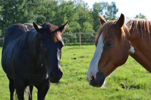 horse sense - relations