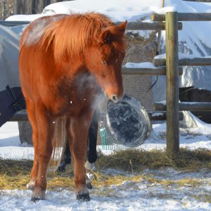 horse sense - feed me!