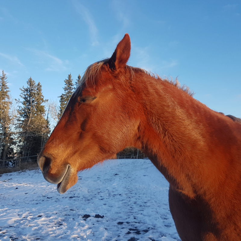 horse resting