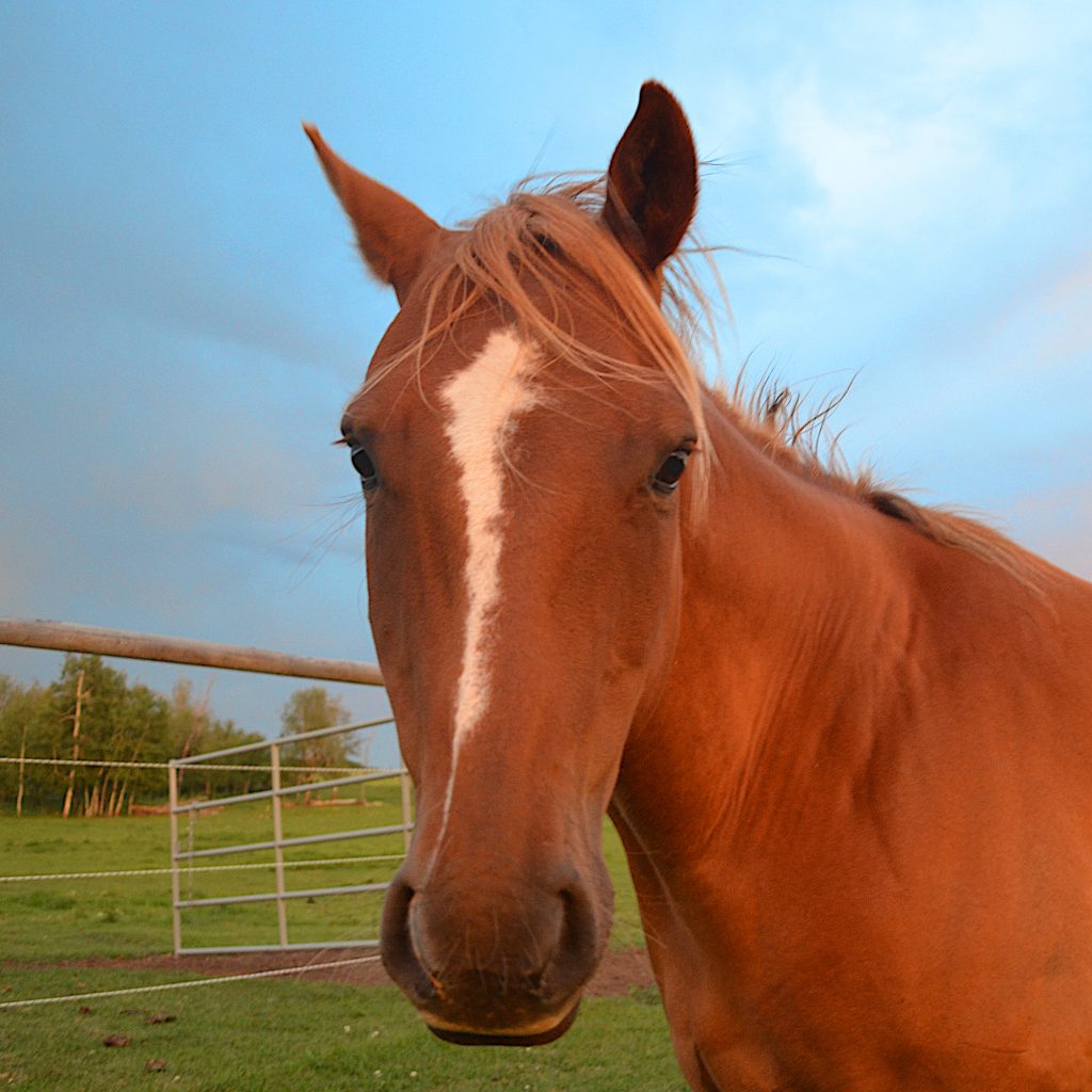 anxious horse