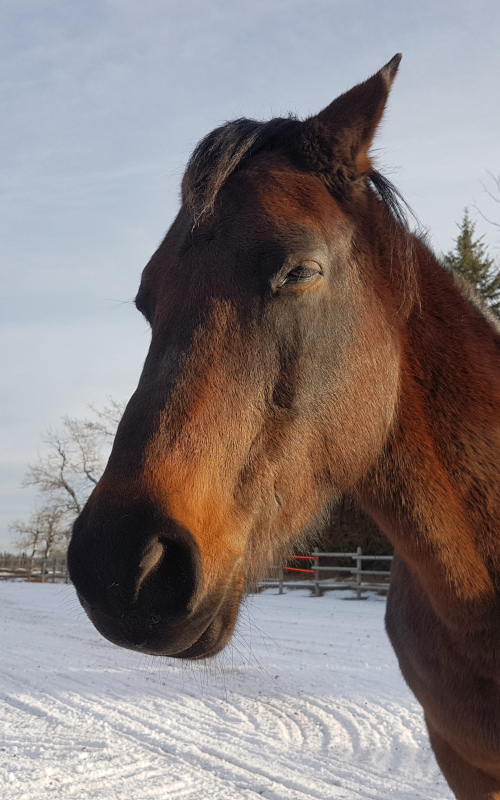 belle - a happy horse