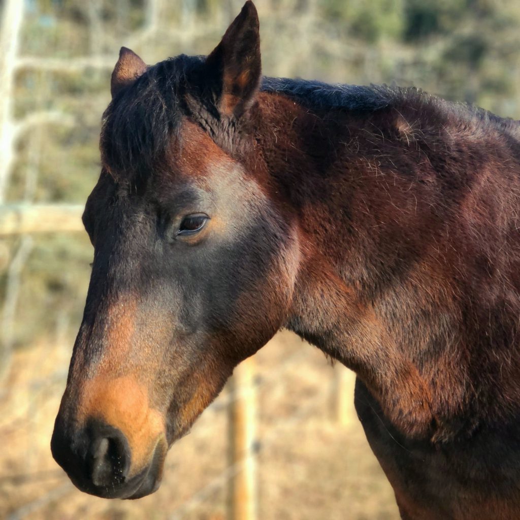 Belle is my heart horse and a great follower.