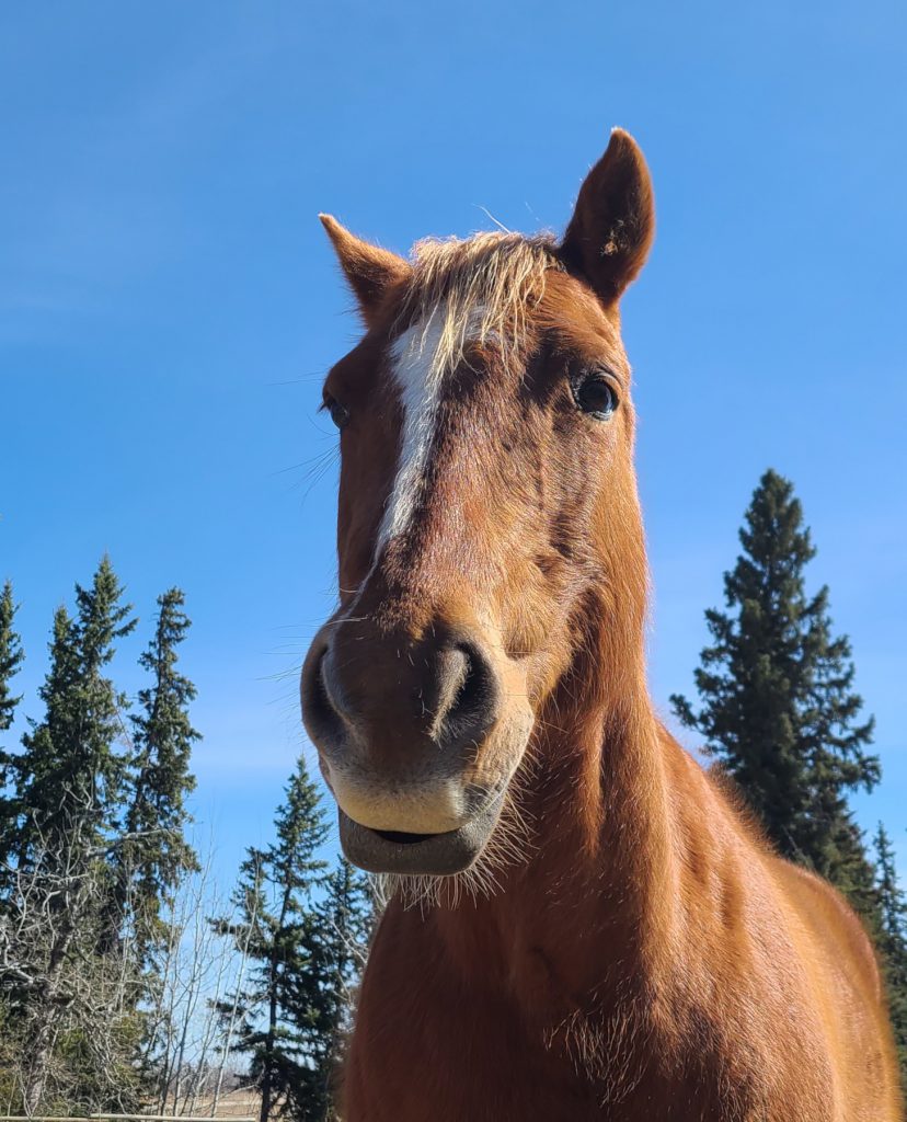 front shot of ditch the horse