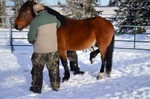 Amazing Horse Country - Wild Horse Foot Trim