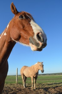 Amazing Horse Country - Spud and Ponkey