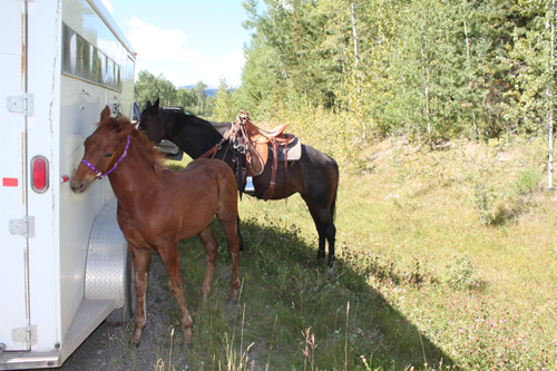 horse trailer loading