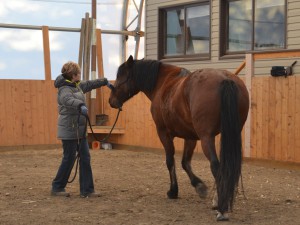 horsemanship release wildie