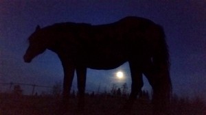 wild horse moonlight