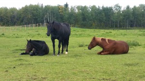 horse peaceful space