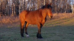 wild horse mustang alberta