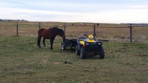 wild horse atv alberta