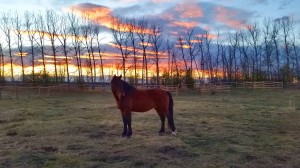 wild horse sunset alberta