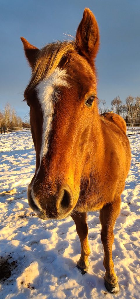 ditch is a positive horse