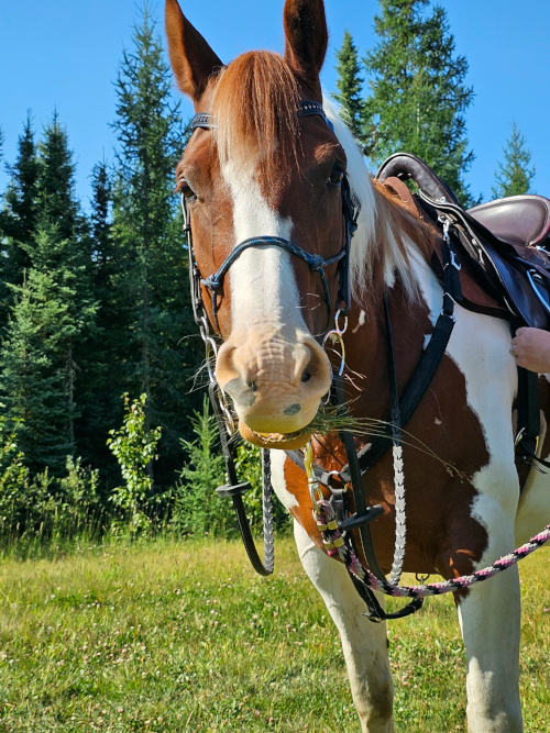 New Year’s Horse Goals